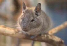 Recomendaciones para los roedores