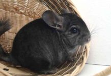 Recomendaciones para los roedores