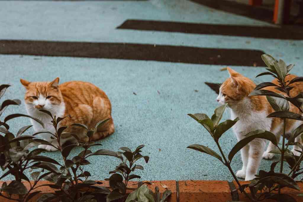 plantas seguras para gatos