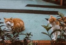 plantas seguras para gatos