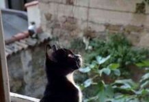 plantas seguras para gatos