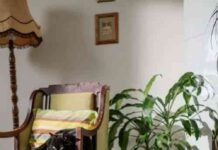 plantas seguras para gatos