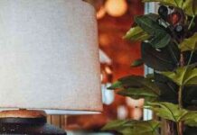 plantas seguras para gatos