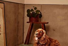 Woov: camas para mascotas que los mantiene calentitos