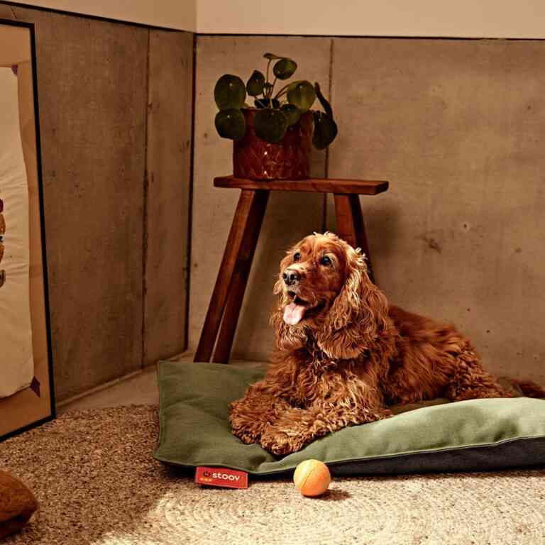 Woov: camas para mascotas que los mantiene calentitos Woov: camas para mascotas que los mantiene calentitos