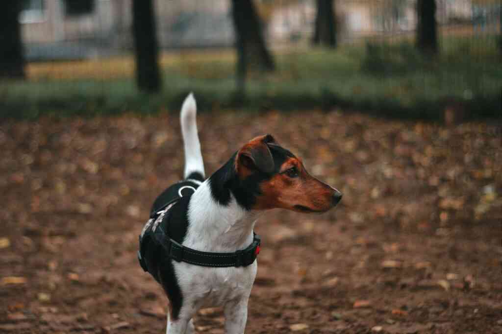 adiestramiento canino