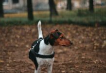 ¿Cuáles son los beneficios del adiestramiento canino?
