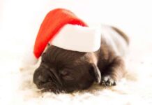 mascota en Navidad