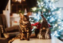 mascota en Navidad