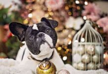 mascota en Navidad