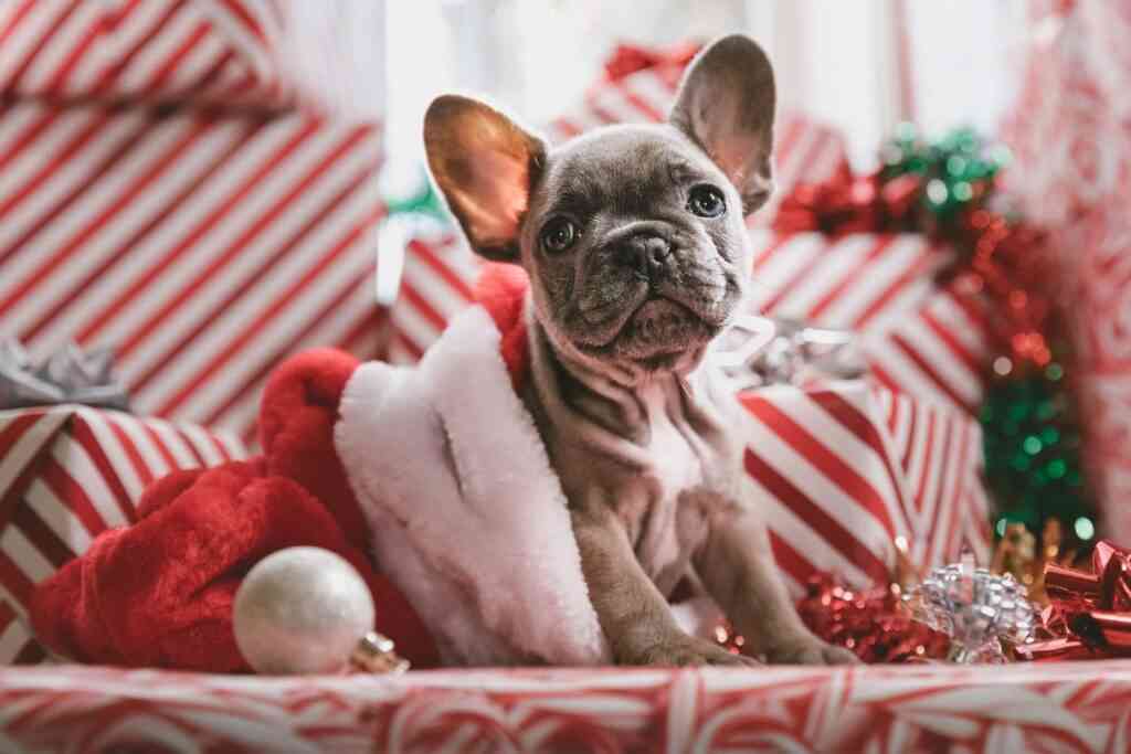 mascotas navidad jakob owens unsplash