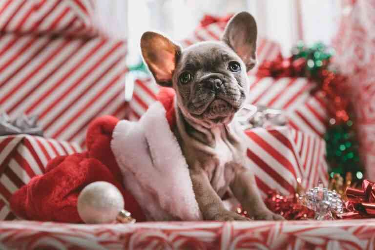 ¿Por qué no comprar una mascota en Navidad?