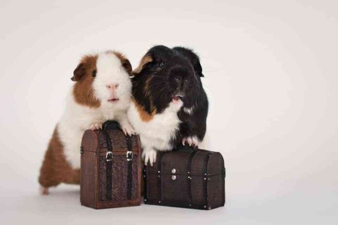 consejos para elegir a la mascota