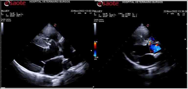 Tetralogía de Fallot, una cardiopatía congénita que puede afectar a perros y gatos Tetralogía de Fallot, una cardiopatía congénita que puede afectar a perros y gatos