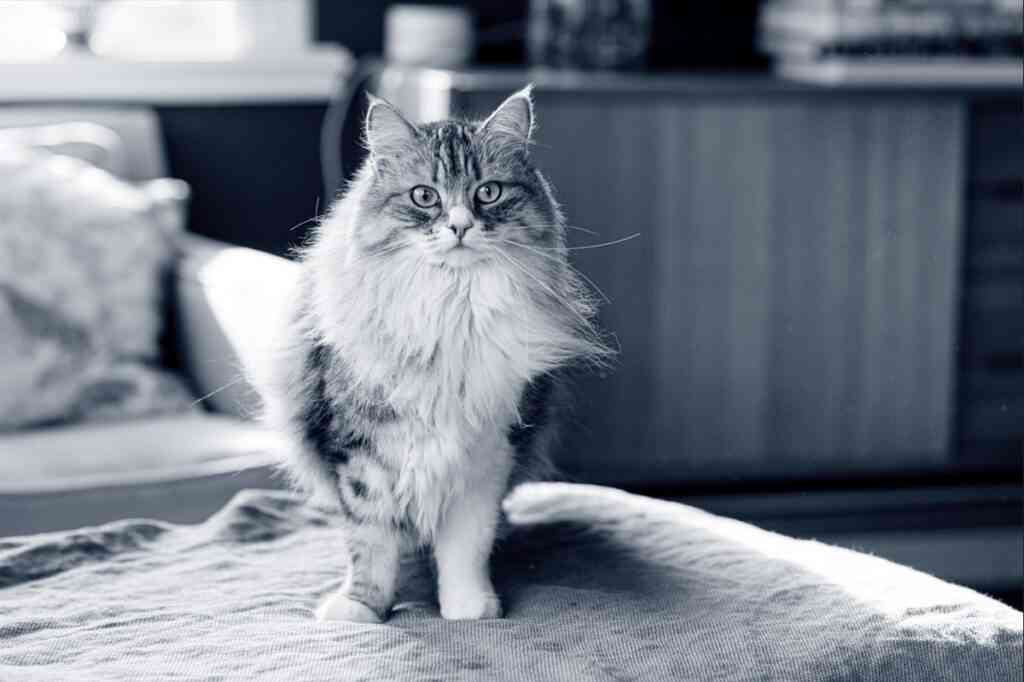 dia internacional del gato