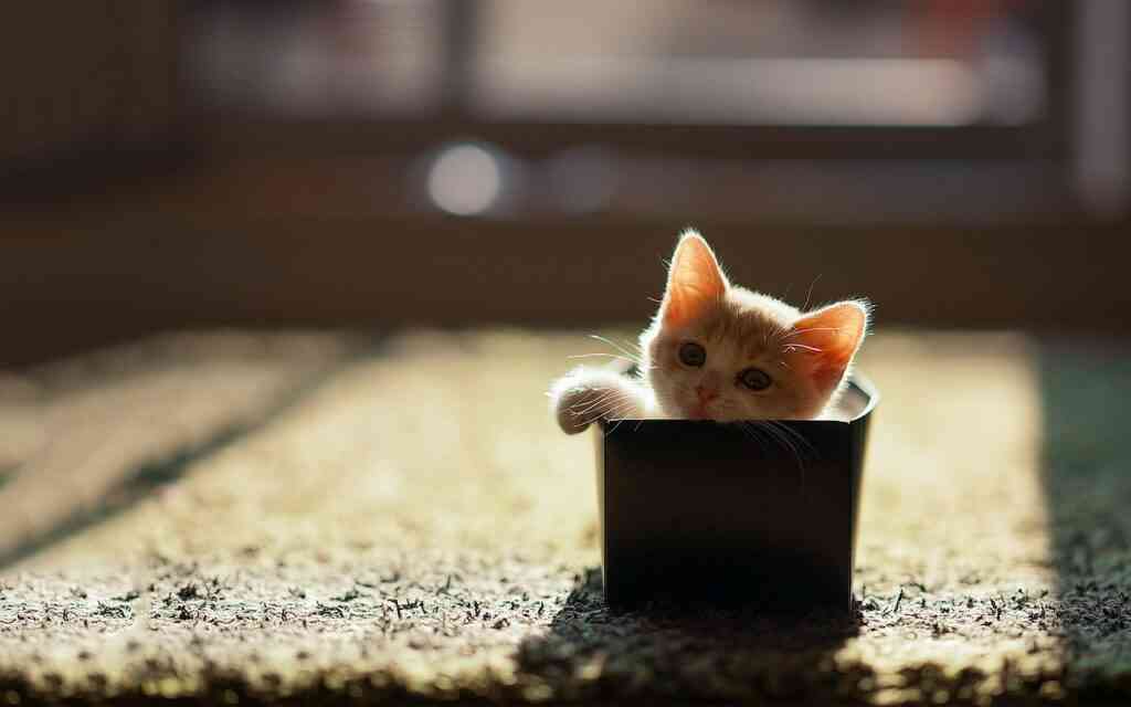 recibir una mascota