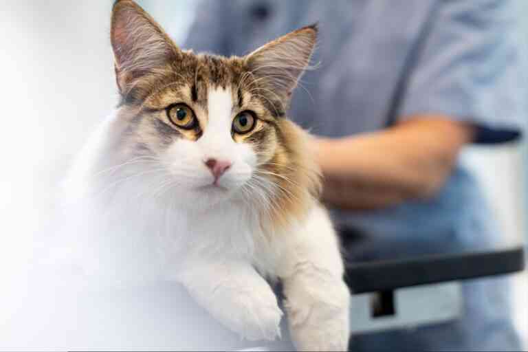Hemodiálisis en veterinaria: un tratamiento imprescindible para las mascotas con insuficiencia renal