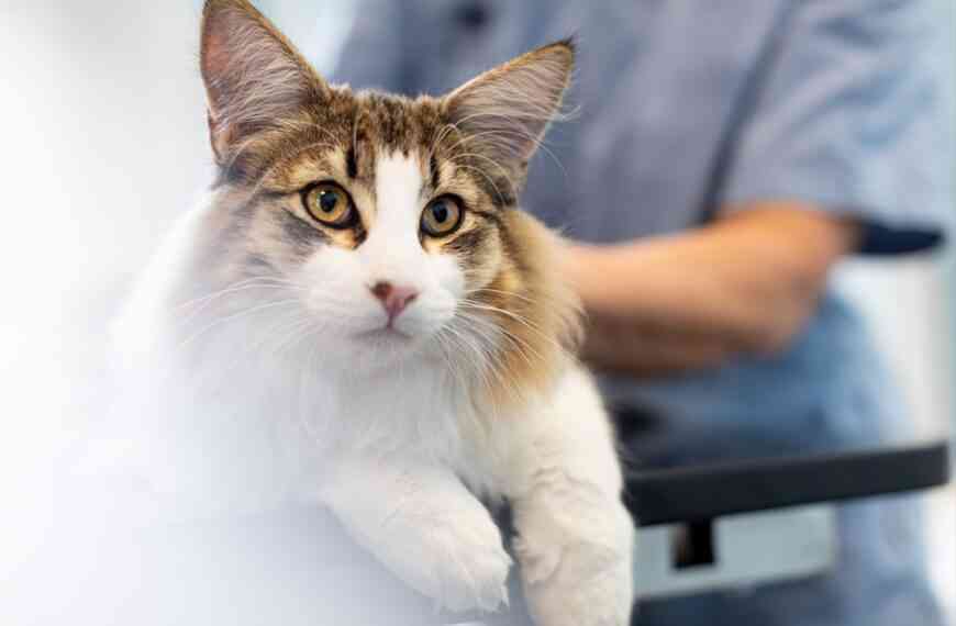 Hemodiálisis en veterinaria: un tratamiento imprescindible para las mascotas con insuficiencia renal