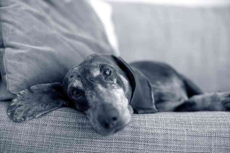 ¿Cómo afecta el cambio de hora a los perros y cuándo acudir al veterinario?