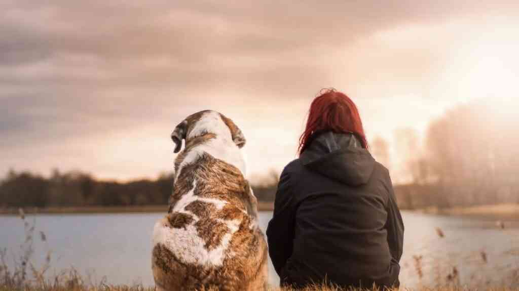 consejos viajar con perros