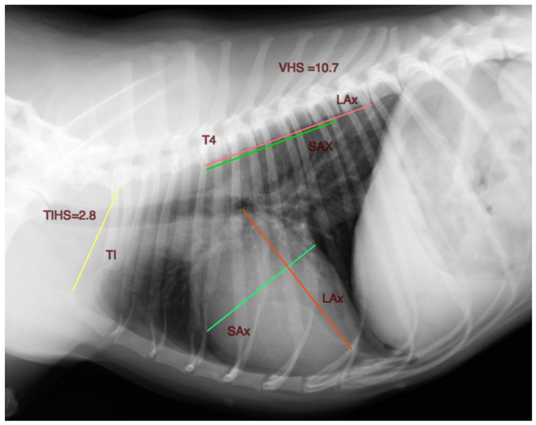Nuevo estudio para diseñar un nuevo método más fiable para medir el tamaño del corazón de los perros