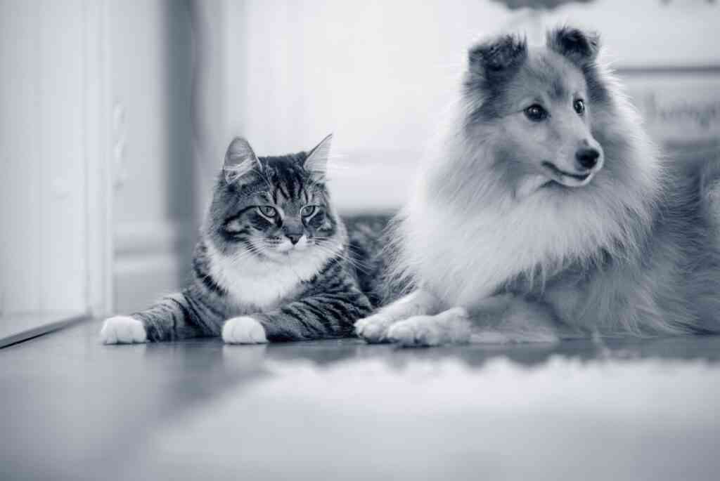 perros y gatos alergias
