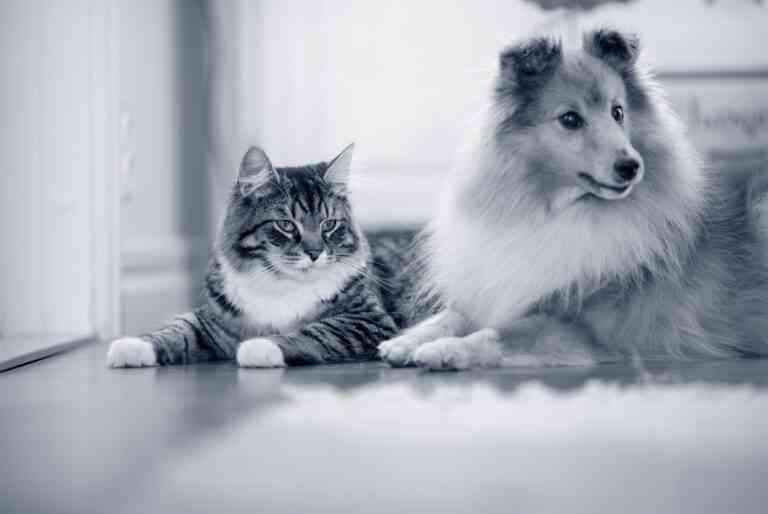 Los perros y gatos, entre las mascotas propensas a desarrollar alergia primaveral Los perros y gatos, entre las mascotas propensas a desarrollar alergia primaveral