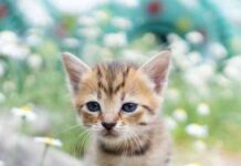 cuidar a una mascota