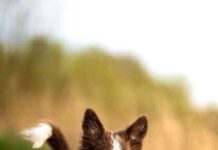 cuidar a una mascota