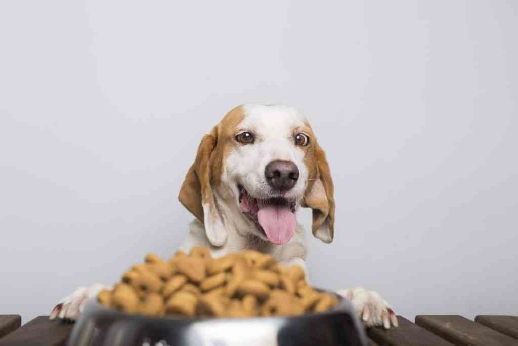 elegir pienso para perros