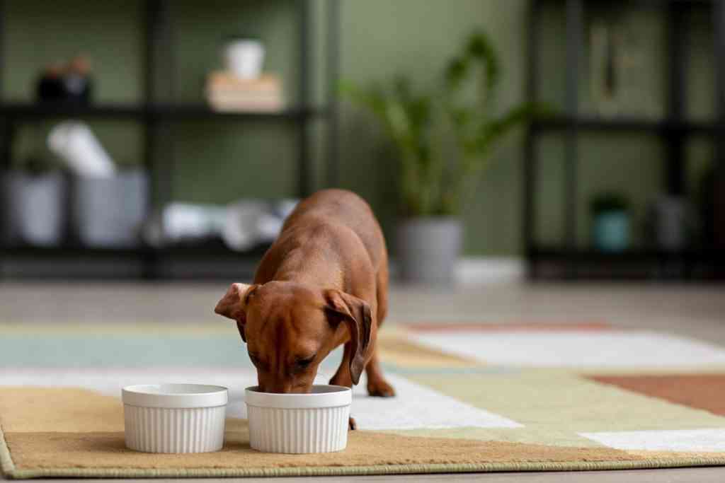 mejor alimentacion para perros