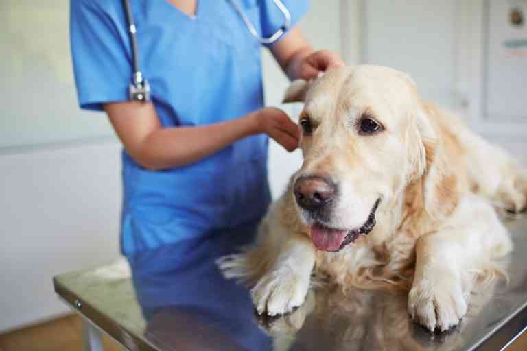 7 de cada 10 veterinarios recomiendan los seguros de salud para mascotas