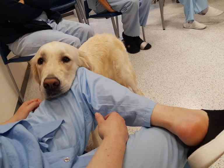 Los perros en hospitales ayudan a mejorar su salud física, mental y emocional de los niños