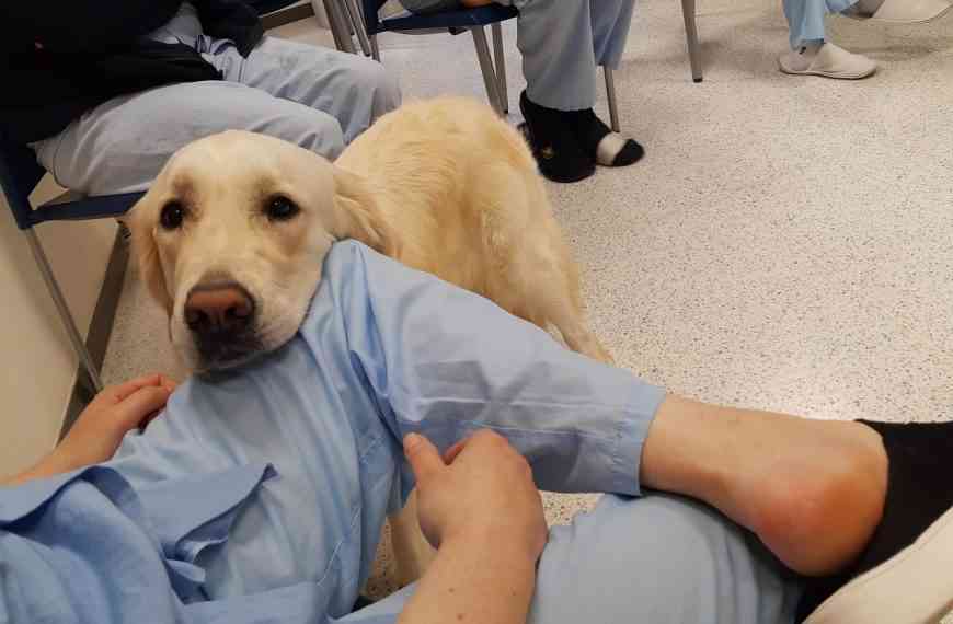 Los perros en hospitales ayudan a mejorar su salud física, mental y emocional de los niños