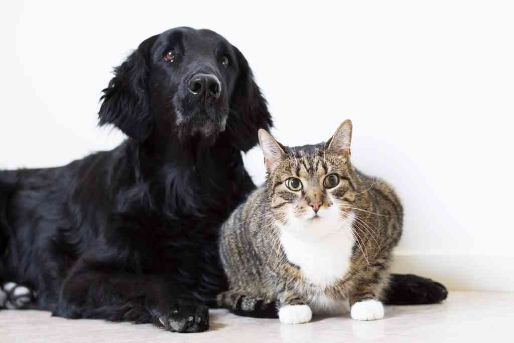 gato y perro