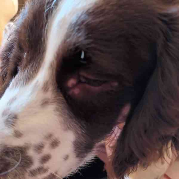 AniCura Lepanto trata con éxito un caso de leishmaniosis en un cachorro de 5 meses
