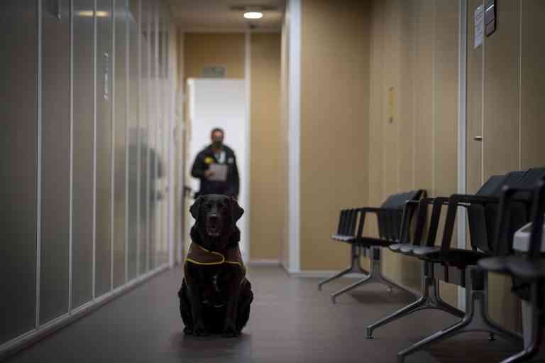 El programa ‘Perros en los juzgados de menores’ aumenta su demanda un 90%