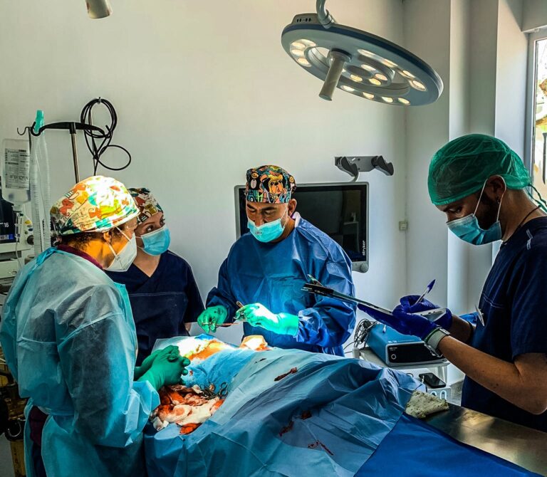 AniCura Jaén Norte Clínica Veterinaria realiza a un lince ibérico una cirugía pionera a nivel mundial