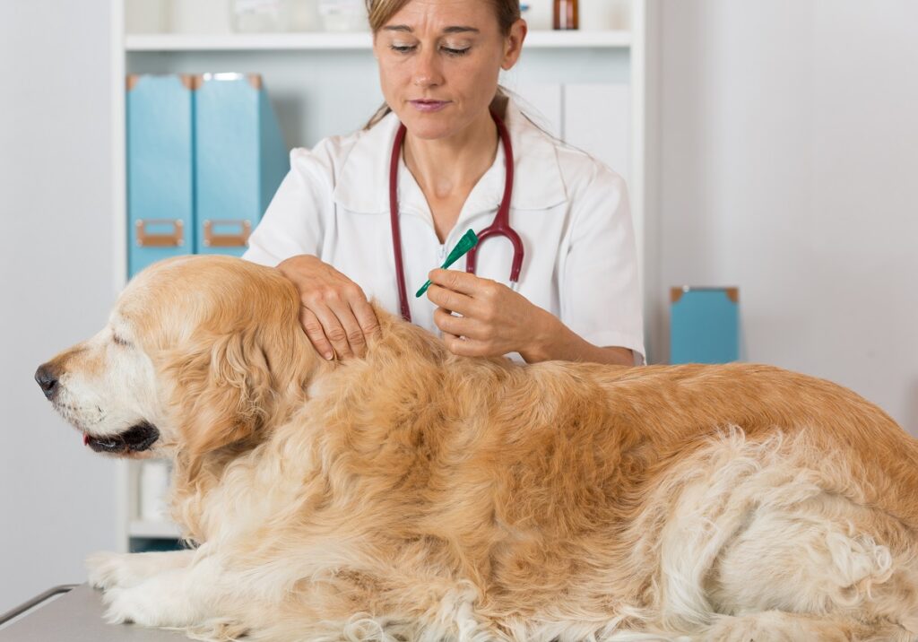 leishmaniosis en perros