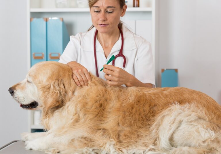 Leishmaniosis en perros: protección natural contra los mosquitos y alimentación baja en purinas