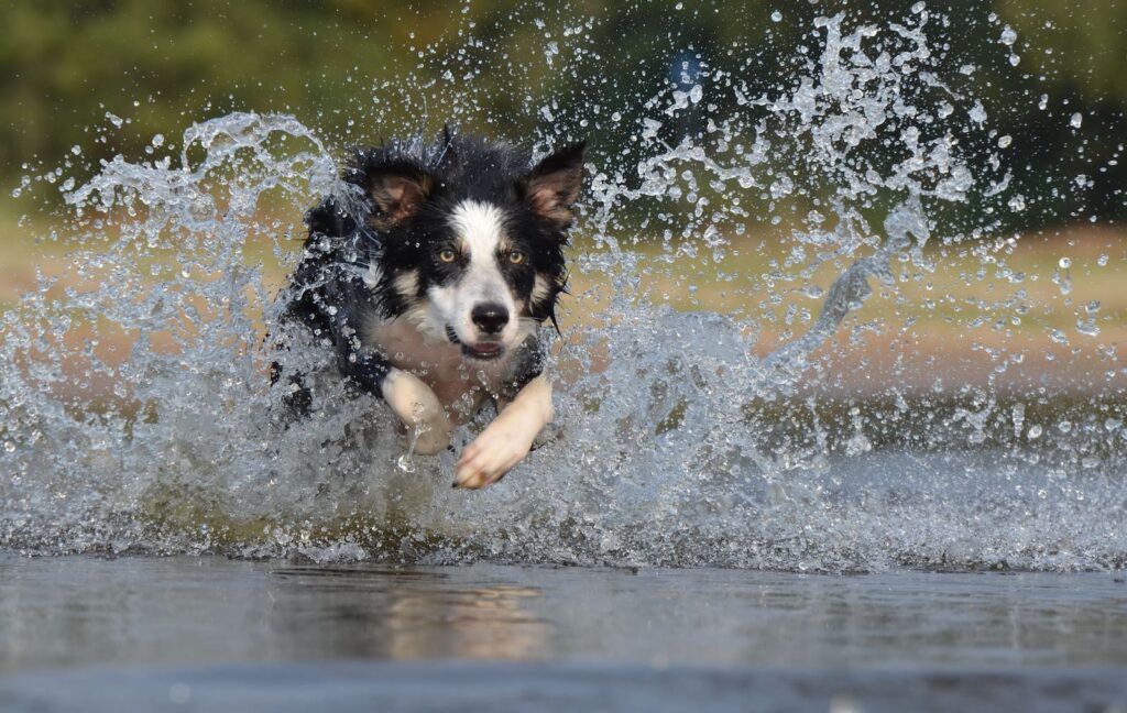 perro corriendo agua pixabay