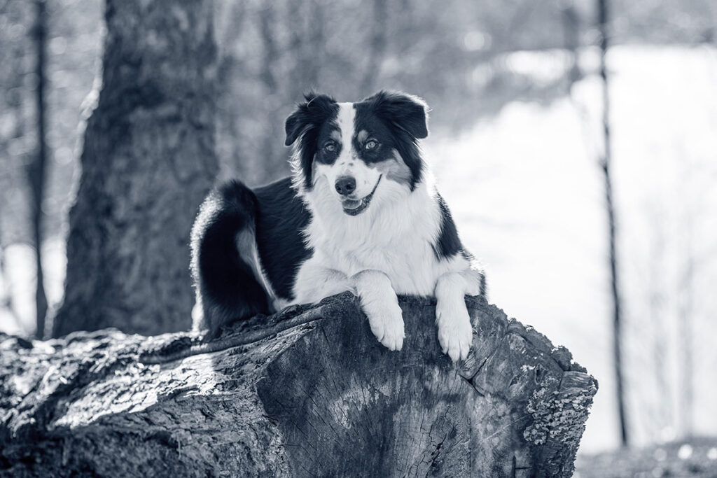 La medicina preventiva, fundamental para garantizar la salud y el bienestar de los perros