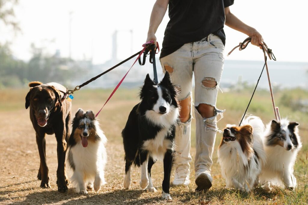 Razas de perros