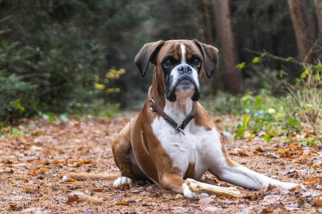 Razas de perros