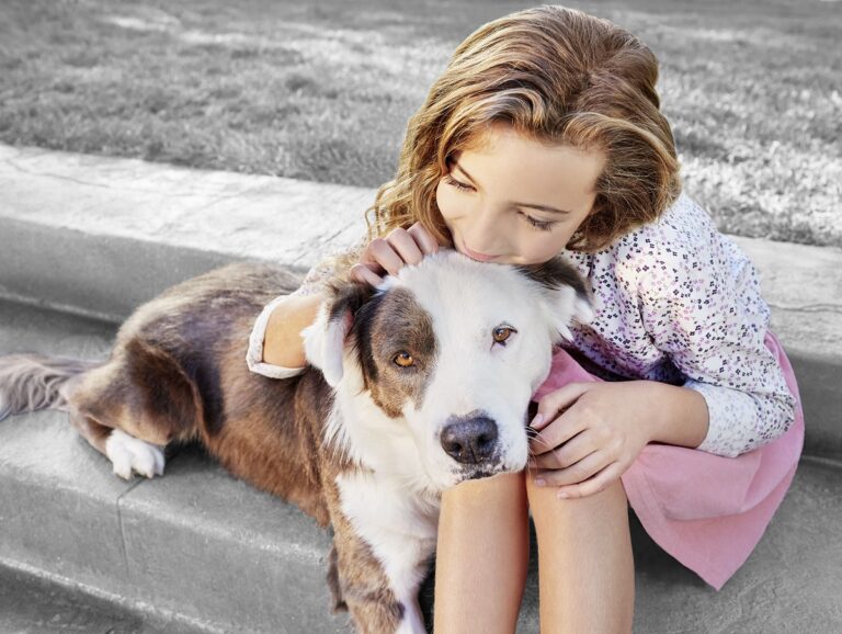 Día Internacional del Animal sin Hogar: ¿qué hacer y cómo cuidar a un animal abandonado?