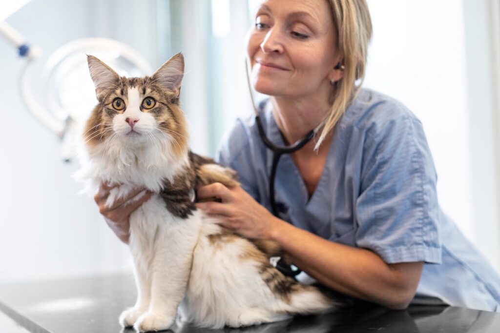 Los veterinarios explican cómo estimular a tu gato para que beba en verano