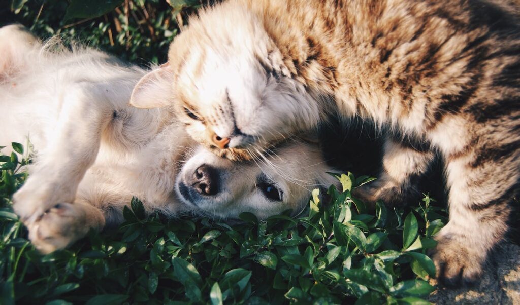 Mascotas felices