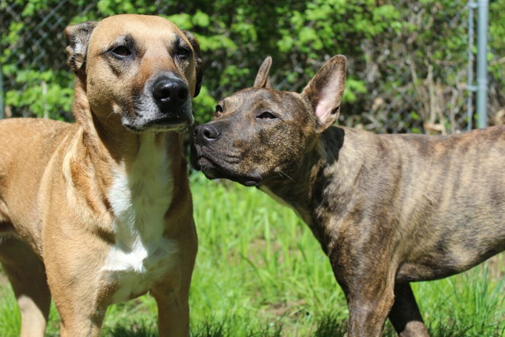 adoptar perros y gatos