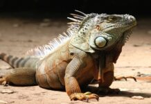 animales-exoticos-proteccion