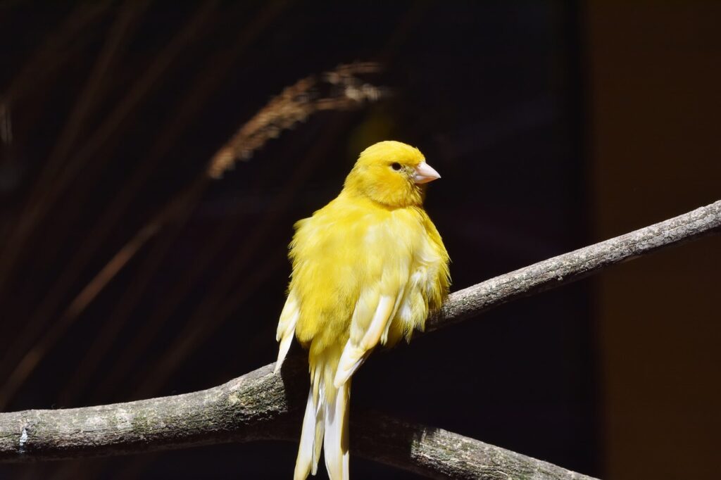 canario